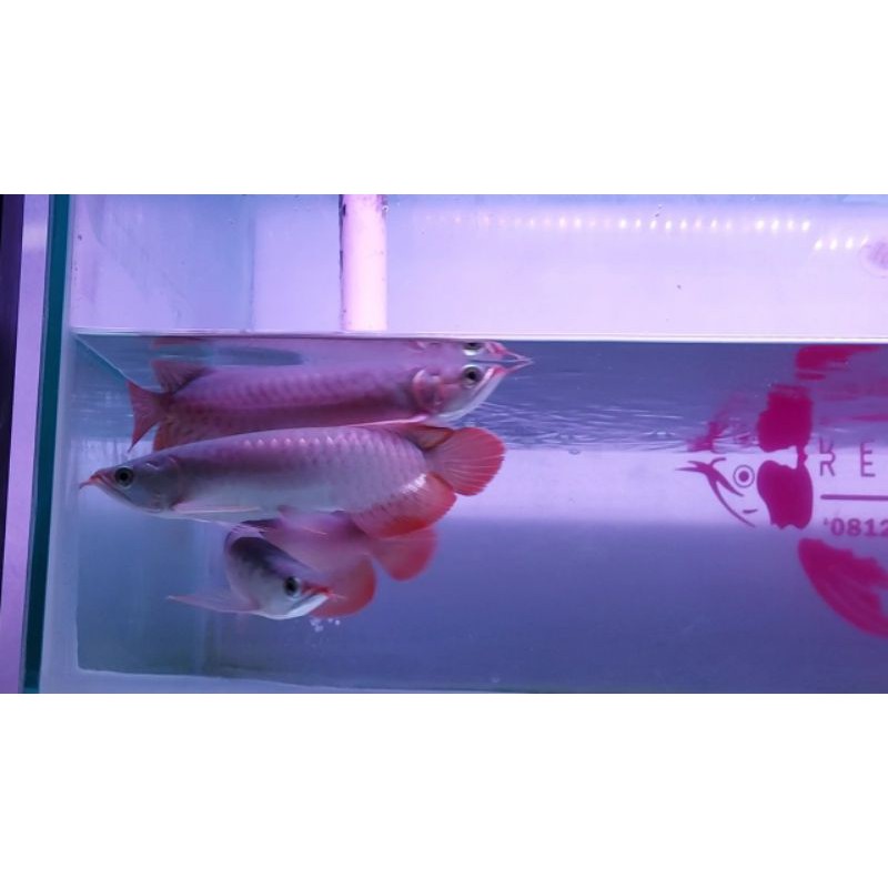 arwana super red 20-22cm bibir gincu spek mantap