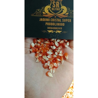 

JAGUNG KRISTAL / JAGUNG CRISTAL SR / JAGUNG MERPATI