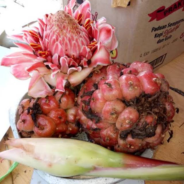 

Buah Honje sayur pink bukan honje laka merah