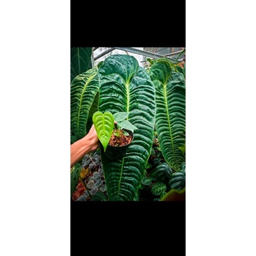 anthurium veitchii king original