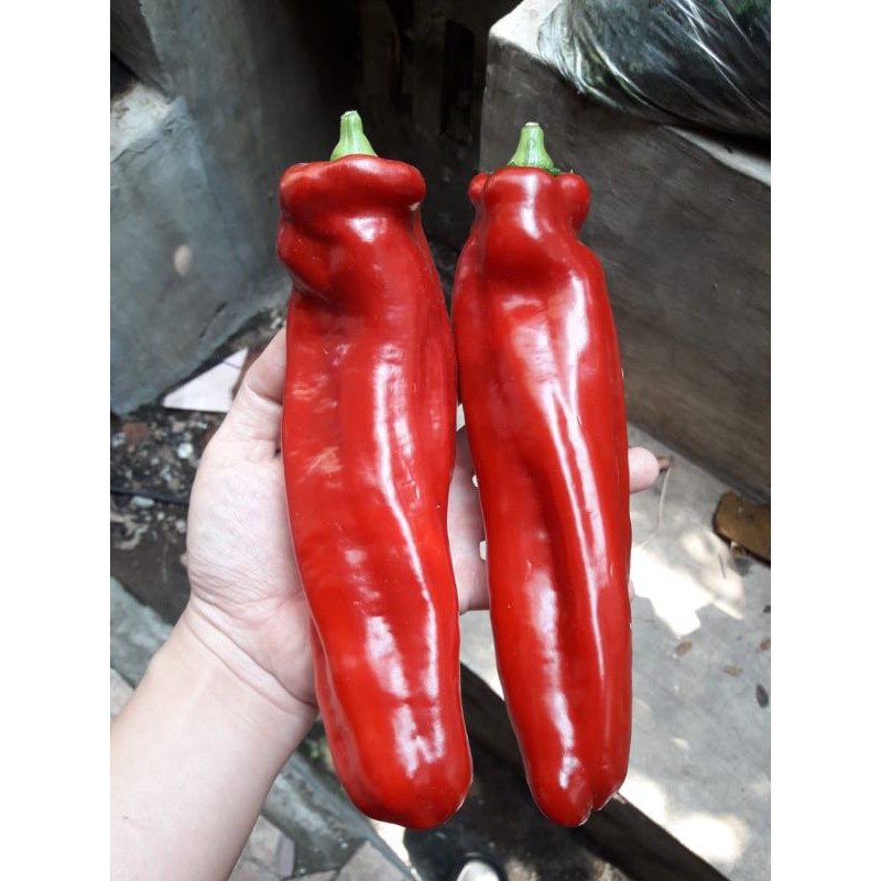 BS-BYL Bibit Cabe Hias Pelangi Benih Tanaman Sayuran Cabai Carolina Reaper Merah Bolivian Rainbow Katokkon Numex Giant Raksasa Sweet Italian Ungu Hitam-CH SWEET ITALIAN RED