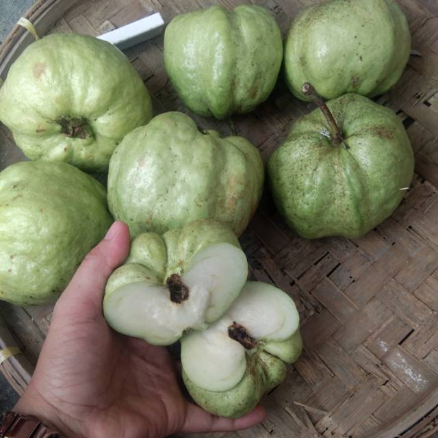 

Jambu kristal apel non biji