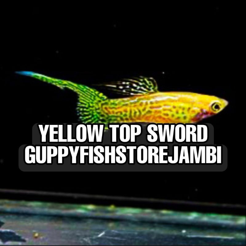 Ikan Hias Guppy Yellow Top Sword.