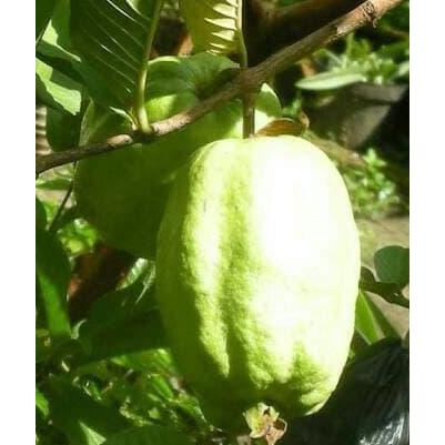 I1F BIBIT TANAMAN BUAH JAMBU FARANG SUKUN THAILAND JUMBO TANPA BIJI N4WF