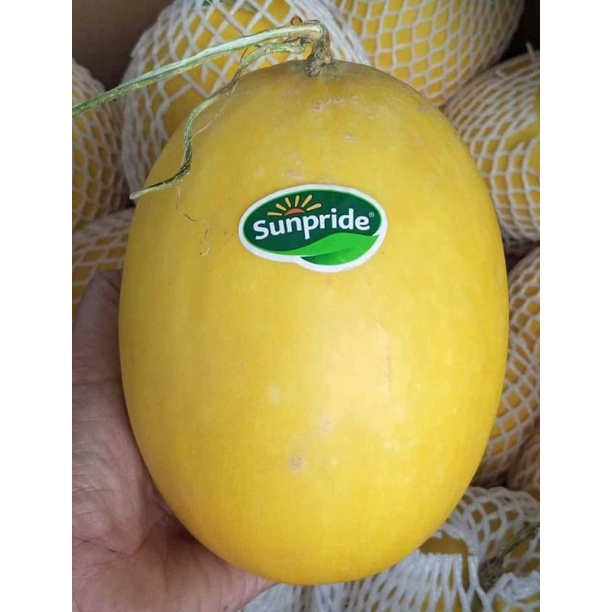 

Buah Melon Golden Fresh / 1 Pcs