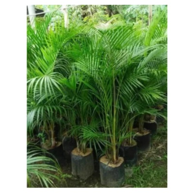 tanaman palem kuning // pohon palem kuning tinggi 1,5 meter up