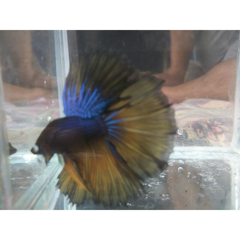 ikan cupang halfmoon jantan