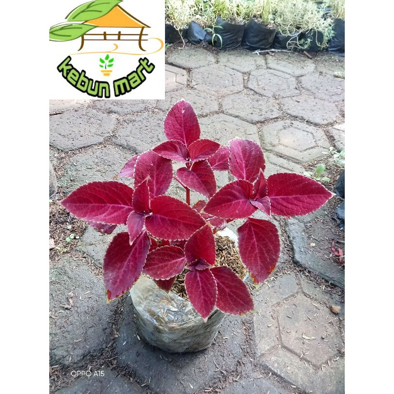 Jual Tanaman Miana Matahari Merah Shopee Indonesia