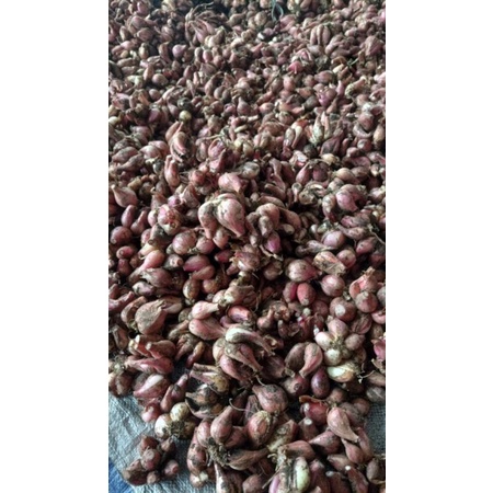 

Bawang Merah