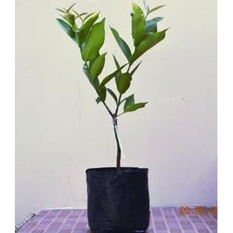 Bibit Tanaman Bibit Jambu Air Dalhari