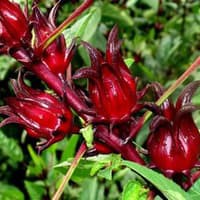 Benih Bibit Biji - Bunga Rosela Merah (Red Roselle) Rosella Hibiscus sabdariffa Flower Seeds