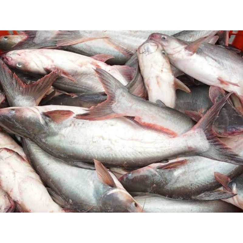 

Grosir Ikan Patin Segar 500 gr