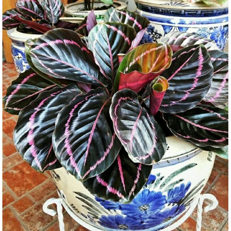 Calathea Black Lipstick