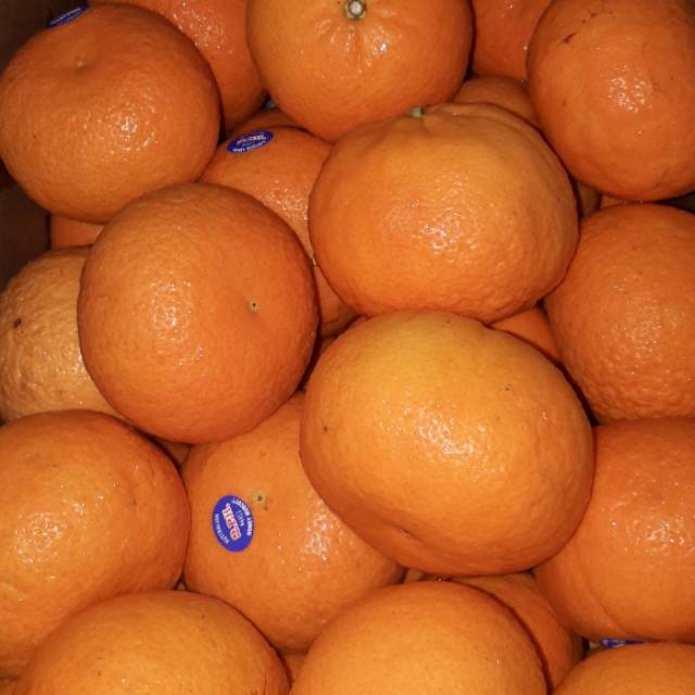 

BUAH SEGAR ALBAROKAH -JERUK MURKOT AUSTRALIA