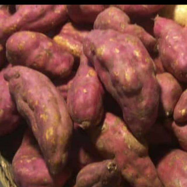 

TERMURAH Ubi jepang ukuran 1.5kg