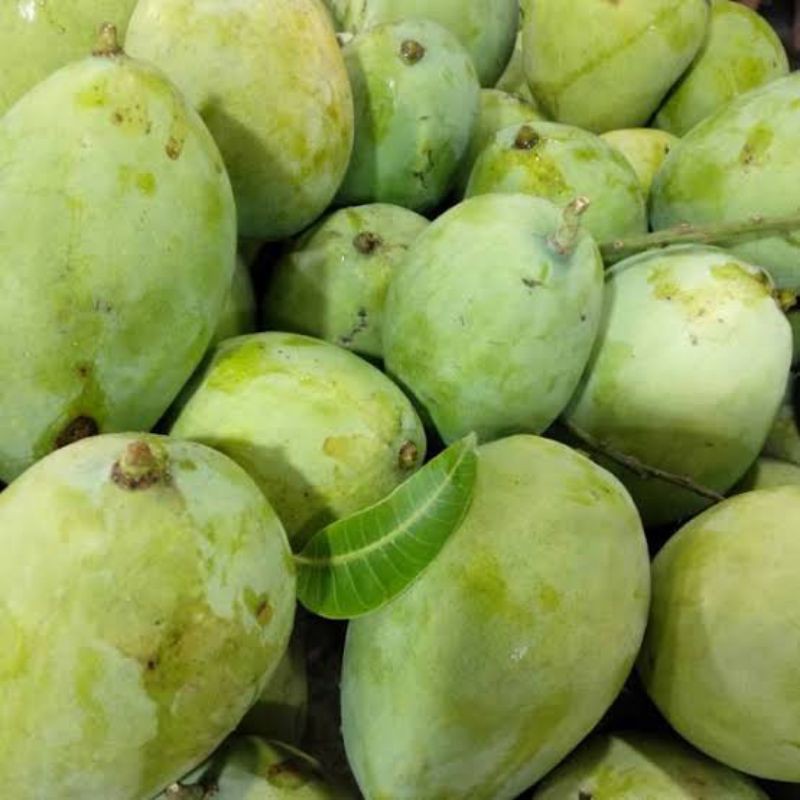 

mangga Indramayu /1kg