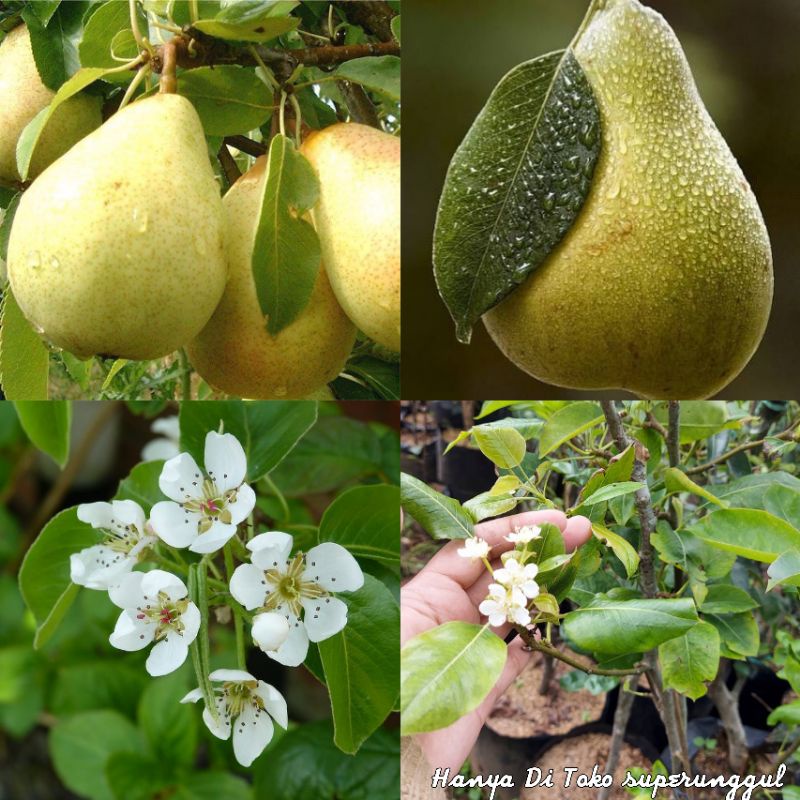 Bibit pear hijau cepat berbuah