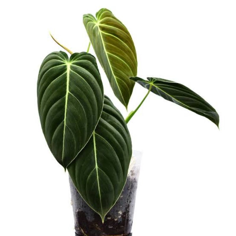 bibit bonggol PHILODENDRON MELANOCHRYSUM