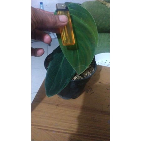 philodendron gigas