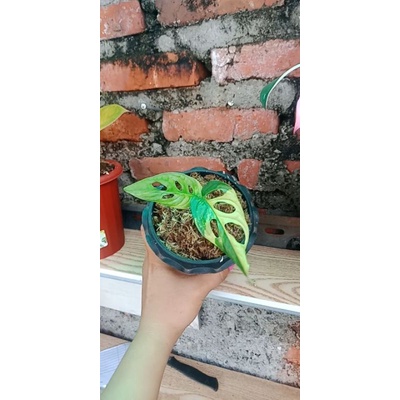 monstera janda bolong variegata realpick