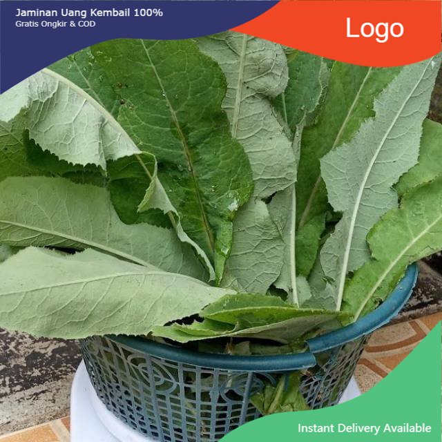 

Promo Daun tempuyung 1kg fresh & organic