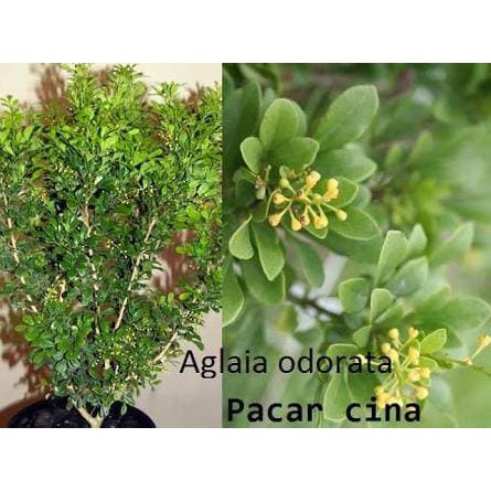 Tanaman Jadi  Tanaman Pacar Cina