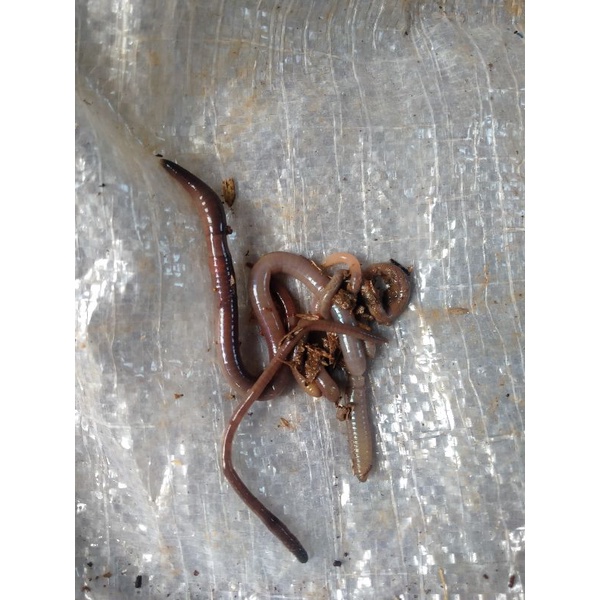 cacing kalung