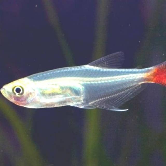

Ikan hias GlassFin, surabaya jawa timur