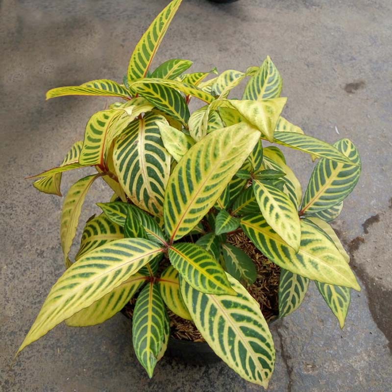 Tanaman Hias Aphelandra Kuning