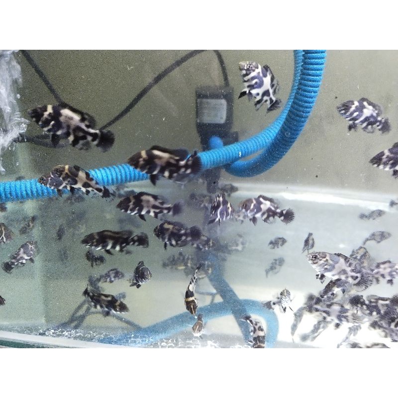 Oscar Tiger batik ukuran 3-4cm