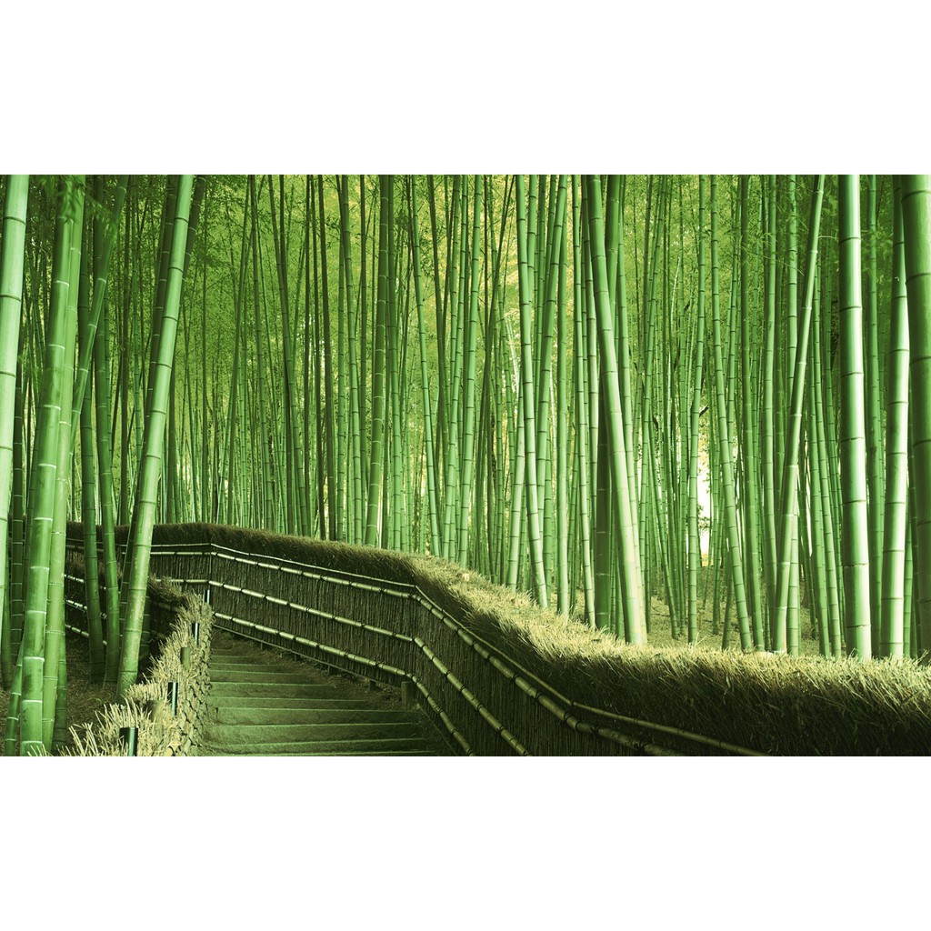 Repro Digital Hutan Bambu Bamboo Forest Perlindungan Simbol
