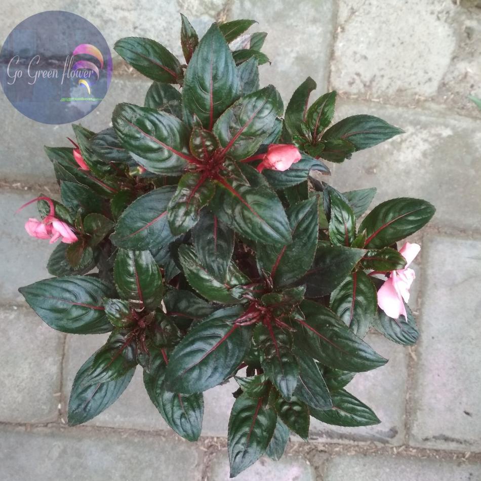 [KODE H009B] BUNGA IMPATIENS WALLERIANA IRIANCIS PACAR AIR LENGKAP