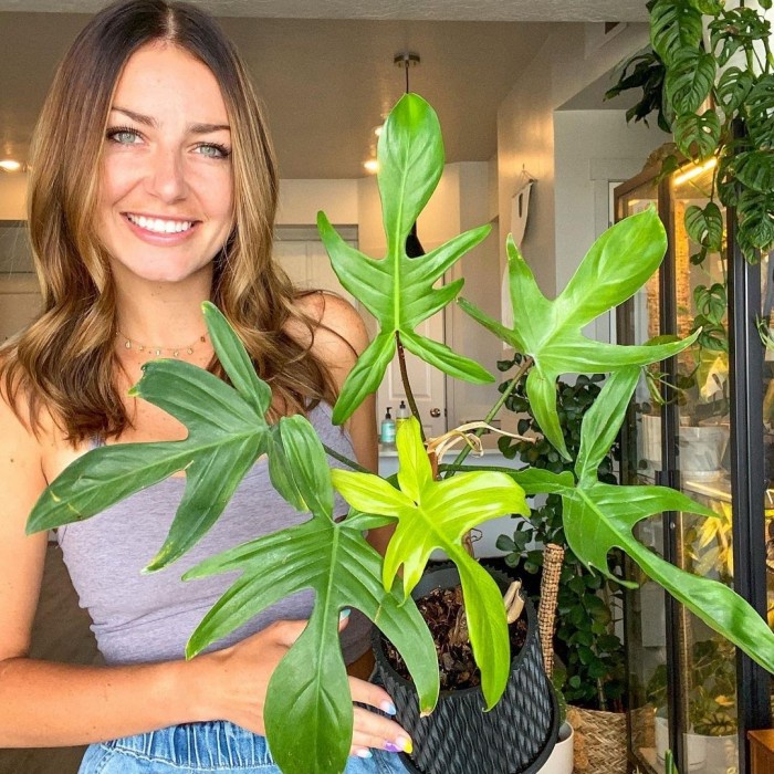 Tanaman Florida Ghost, Philodendron Florida Ghost, Philodendron Micans