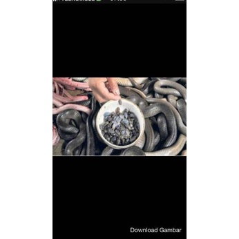 

TREND ABON ULAR COBRA ASLI IBU AMINAH isi 50 gram 3686 ⇼