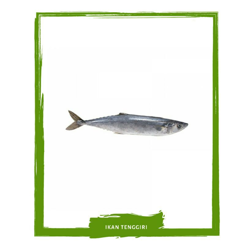 

Ikan Tenggiri / Tengiri / Ikan Segar By Mallahrizwa