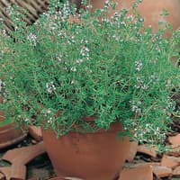 Benih Bibit Biji - Daun Thyme Timi Herb Seeds - IMPORT