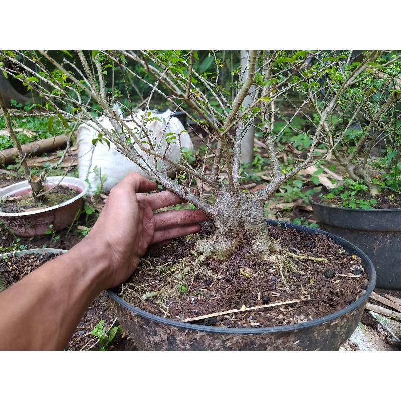 bahan anput mikro bogel prokar mame