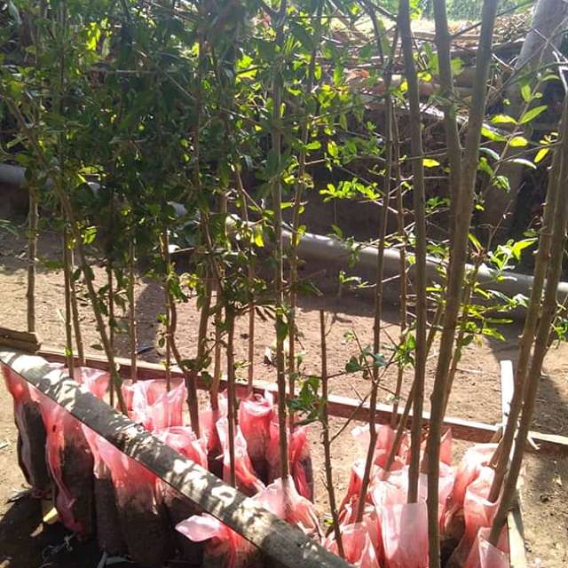 Bibit Buah Delima Merah / bibit buah delima ungu / bibit buah delima putih