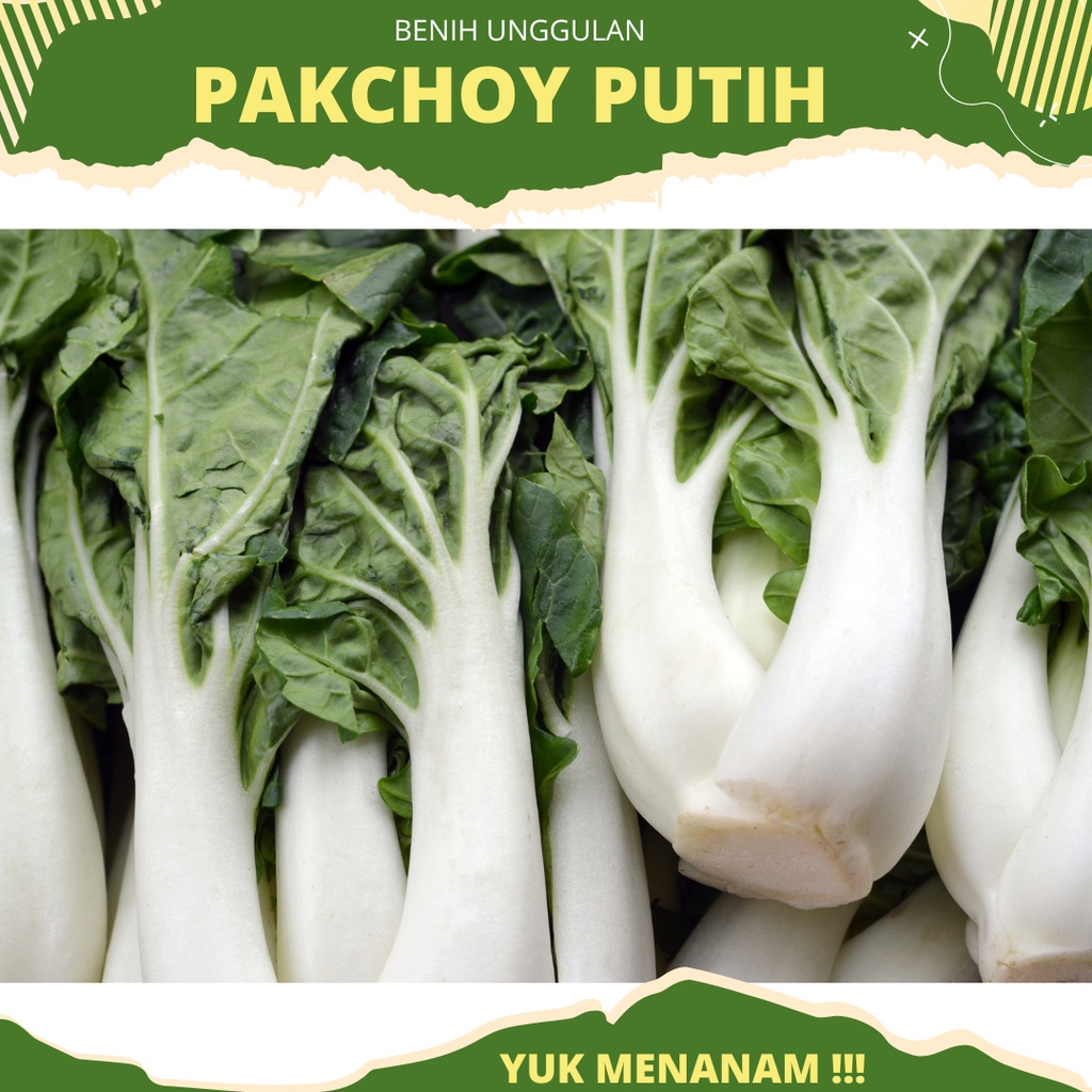 50 Biji - Benih Sawi Daging Pakchoy Putih White Bokcoy F1