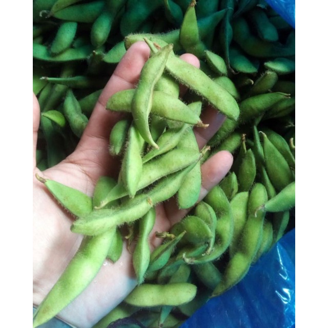 

Edamame/kedelai Jepang