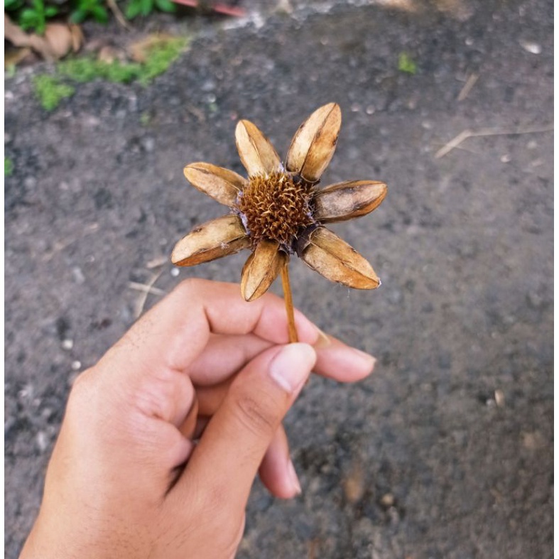 Bunga Klobot Jagung Bunga Marigold Rustic Bunga Kering Dried Flower Kotak Cincin