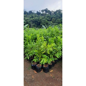 Bibit Pohon Abiu Sawo Australia