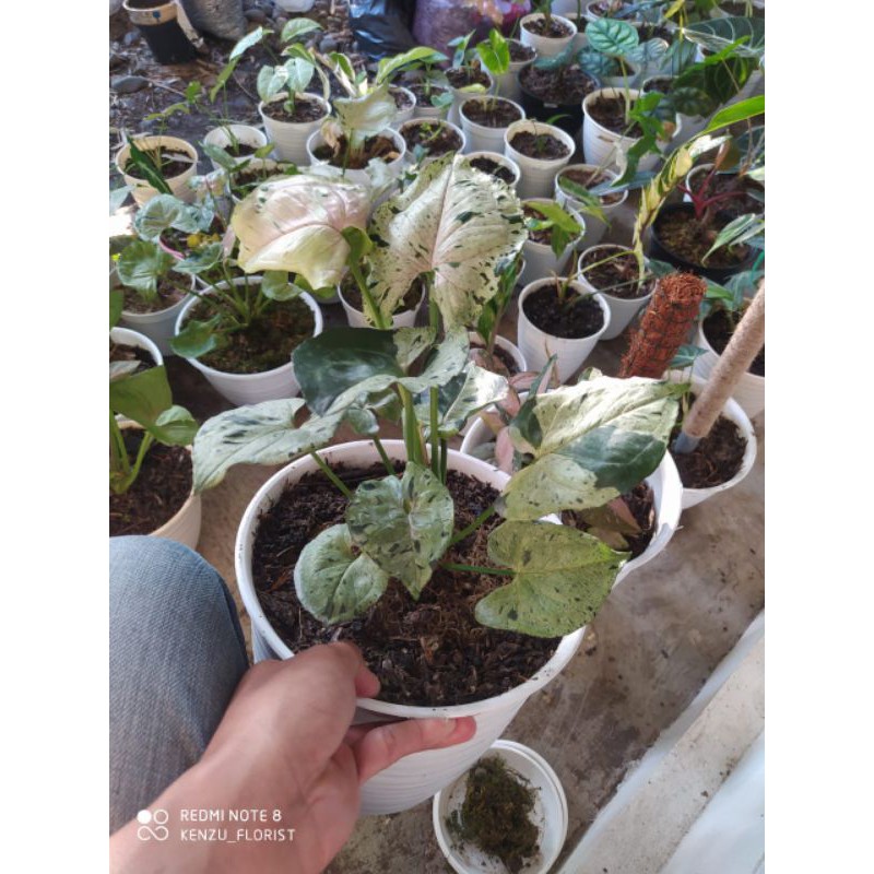 syngonium Green Splash