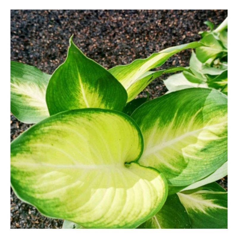 Bunga Aglonema Diven Harmoni