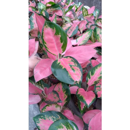 Aglonema Red majesty