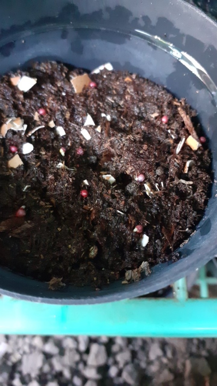 Benih Timun Lalap/baby Cucumber 50seeds