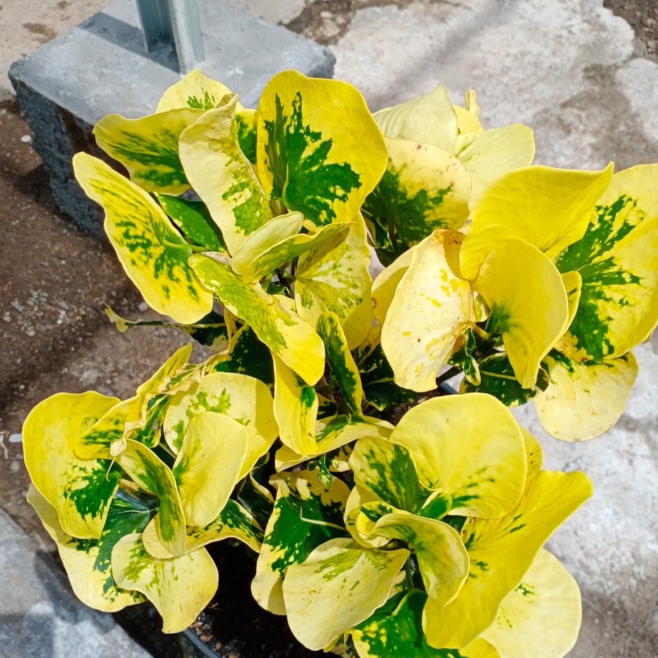 PURING APEL YELLOW REHANA