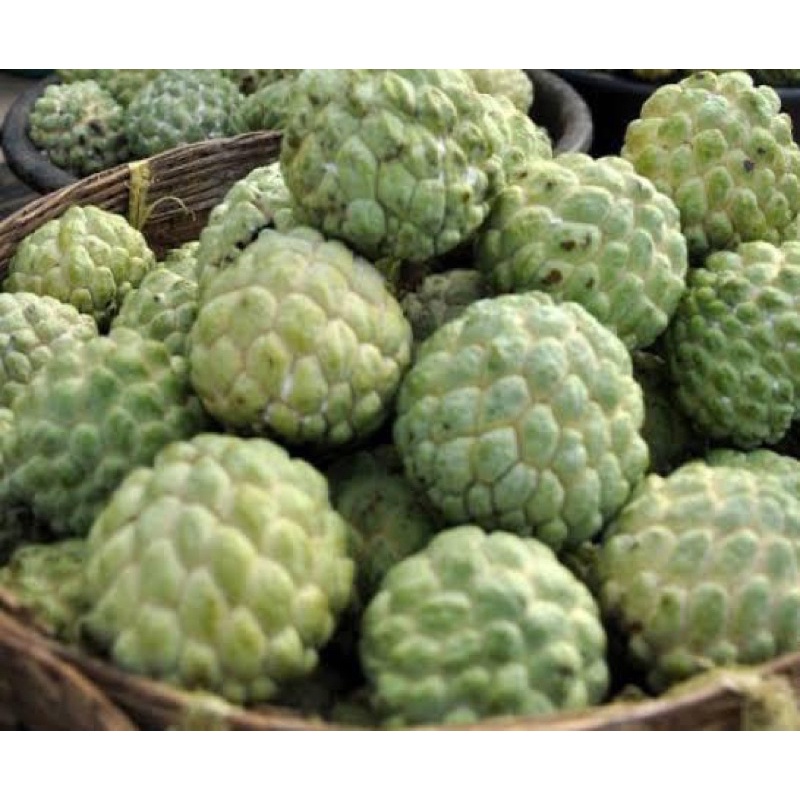 SRIKAYA 500 GR | BUAH SRIKAYA | BUAH SEGAR | BUAH BANDUNG | WARUNG CEU ENGKAY