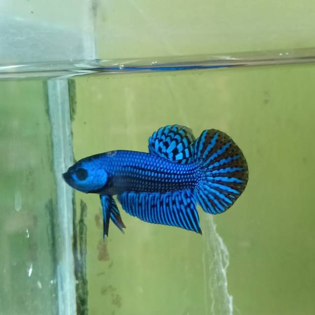 Ikan cupang Alien wild hybrid betta (sepasang)