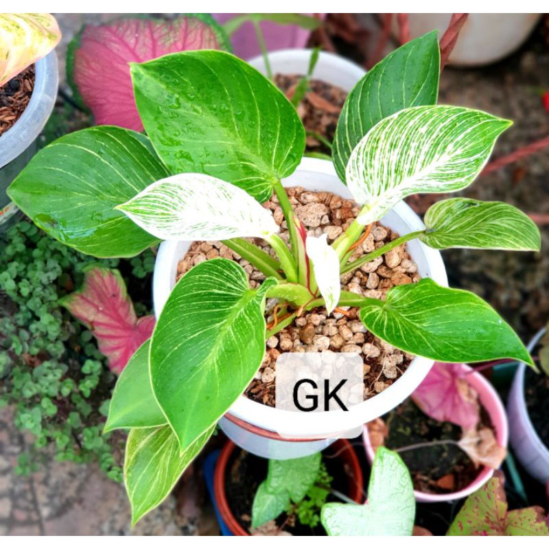 Philodendron Birkin / Philo Birkin